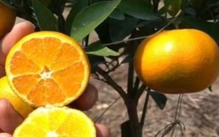 华美七号柑橘何时成熟，果实在10月中旬即成熟