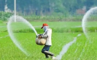 水稻叶尖发红是得了什么病，是水稻出现了生理性缺钾