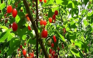 樱桃开花不结果如何处理，采取的措施取决于发生原因