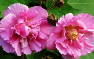 芙蓉花变色原因，可能是受到温度、土壤、光照等因素的影响