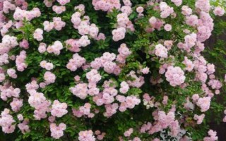 蔷薇花苗哪些品种比较常见，以下7种经常看到