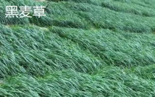 适合冬天种植的牧草,根据当地气候进行合理选择