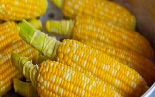 脊玉511玉米品种的特性，中抗大斑病