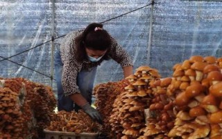 滑子菇的栽培技术，菌盘上架要避免阳光直射