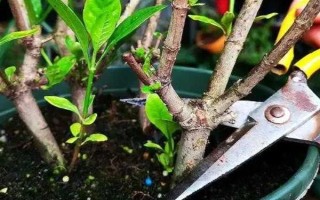 栀子花秋季怎么分株,洗净根部泥土后再从母株上剪下分蘗苗