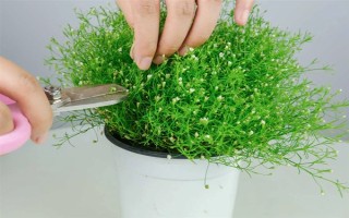 满天星用什么土种植，选择微酸性砂壤土为佳