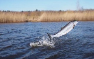 鱼为什么会往岸上跳，可能是水温变化所导致