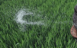 小麦出芽需多少积温，从播种至发芽出苗需要0℃以上的积温120℃