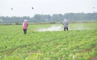 烯禾啶怎么使用，兑水后进行喷雾