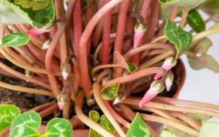 仙客来花落后如何处理，要对其进行修剪