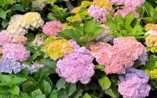 无尽夏在几月份长花苞，通常在每年4月份开始长花苞