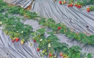 5月份可以种草莓吗，露地种植可能导致不结果