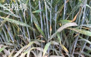 小麦有哪些病害,常见病害包括白粉病、锈病、赤霉病等类型