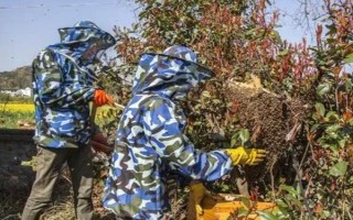 如何诱蜂，首先要制作一个合适的诱蜂箱