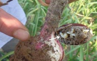 蒜苗黄叶干尖的原因及防治办法，连年重茬或播种时间不当均会导致