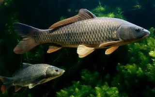 草鱼是不是淡水鱼，属于典型的淡水鱼类