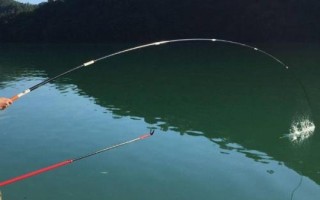 黑坑黑漂不中鱼的原因，黑坑中鱼密度非常高