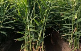 种植生姜如何追肥，除基肥外通常要进行三次追肥