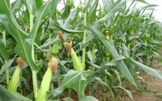 兴丰818玉米品种简介，出苗至成熟117天