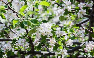 响富苹果品种简介，其优质果率高达90%以上