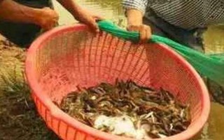 捉泥鳅绝招，可采用网捕法、笼捕法和挖捕法