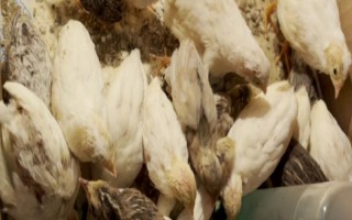 养芦丁鸡臭不臭,具有臭味所以要定期清理粪便