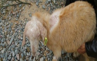 羊脱毛的原因，可能原发性脱毛症或症状性脱毛症