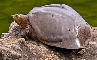 老鳖吃什么，主要以水生昆虫、蝌蚪和小虾等为食