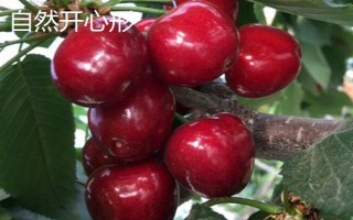 车厘子怎么种植,萌芽开花期、果实生长期都要追肥