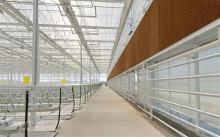 大棚的放风方法，根据天气状况控制放风口的宽度