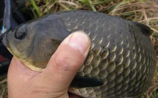 鲫鱼产卵多久结束，一般为3天左右