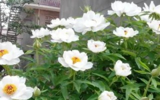 白牡丹的养殖方法，栽种后无需灌水