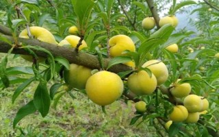 怎么给李子树剪枝，幼苗期需要进行摘心处理