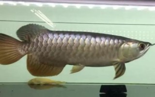 龙鱼为什么会断尾，断尾了还会长出来