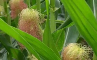 苏玉32玉米种子简介，一般4月初播种