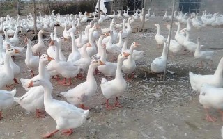 鹅的养殖利润，圈养的话每只利润有大约21元左右