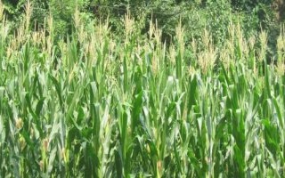 大汇18玉米种子特点，适宜密度为4500株/亩左右