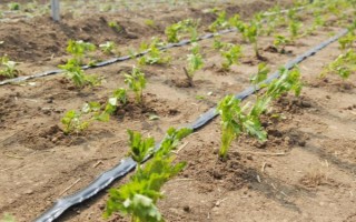 芹菜怎么育苗，将种子与细沙土混合后再撒播