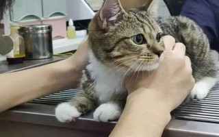 春季养猫的注意事项，一定要定期驱虫