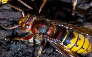 牛角蜂是害虫还是益虫，牛角蜂是不折不扣的益虫
