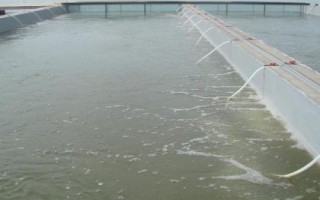 锯缘青蟹如何养殖,是我国珍贵的水产品之一