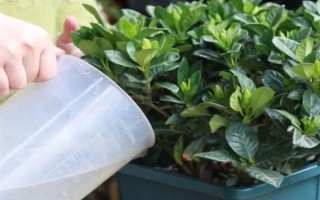 栀子花如何扦插，在八月份左右进行