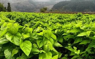 春季防治桑园病虫害的方法，根据病虫害的类型使用对应药物