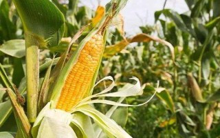 康农玉109玉米品种的特性,注意防治病虫害