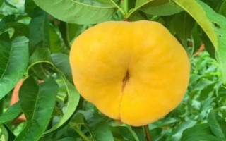 好吃的桃子品种有哪些，鹰嘴桃、砀山黄桃、水蜜桃、黄金油桃等品种的口感比较好