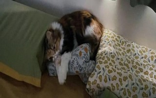 猫咪自发性膀胱炎,常表现为排尿次数增加、情绪躁动不安等