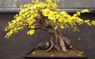 迎春花的养护方法,生长期间每10天半个月施肥一次