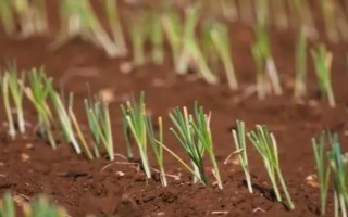 韭菜的种植方法，可有性繁殖也可以无性繁殖