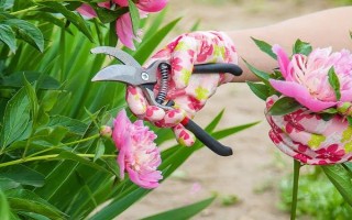 春季怎么修剪牡丹花，剪除生长不良的枝条可节省养分