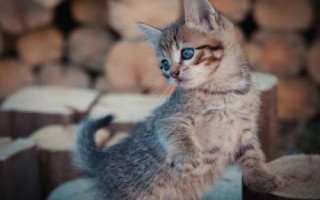 猫咪有痰咳不出来的原因，可能是感冒、胃毛球等